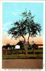 The Old Apple Tree, Planted 1826 Vancouver WA Vintage Postcard T53