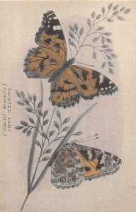 Butterfy Painted lady Cynthia Cardui Vintage Postcard AA52172