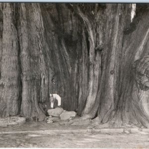 c1940s Arbol del Tule, Oaxaca, Mexico RPPC Biggest Tree in World Cypress A132