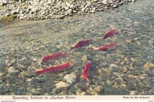Spawning Salmon in Alaskan Rivers, 1960-80s