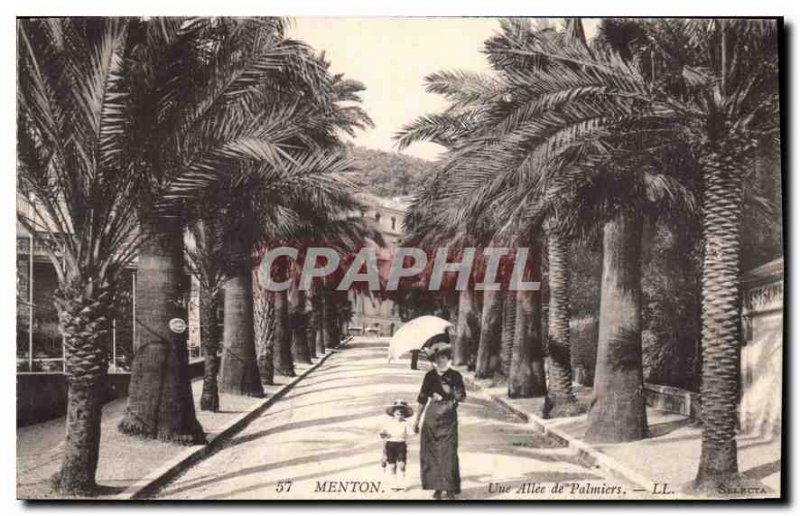 Old Postcard Menton A Palm Allee