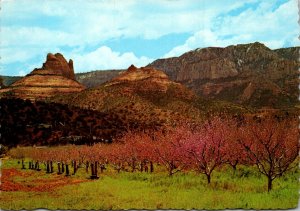 Arizona Oak Creek Canyon Peach Blossoms In Sedona