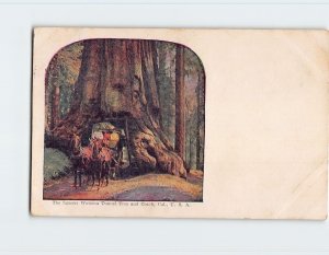 Postcard The famous Wawona Tunnel Tree and Coach, California