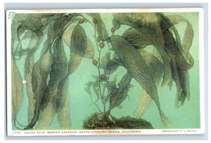 c1915-20's Iodine Kelp, Marine Gardens, Santa Catalina Island, CA. Postcard F89E