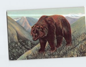 Postcard Alaskan Brown Bear American Wild Life Of The Northwest And Alaska USA