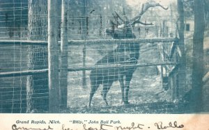 Vintage Postcard 1909 Billy John Ball Park Grand Rapids Michigan Deer Zoo Animal