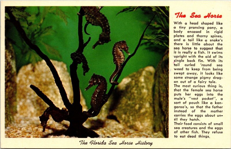 Florida Sea Horse History Aquatic Wildlife Chrome Cancel WOB Postcard 