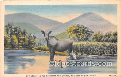 Katahdin Region, Maine, USA Cow Moose Unused 