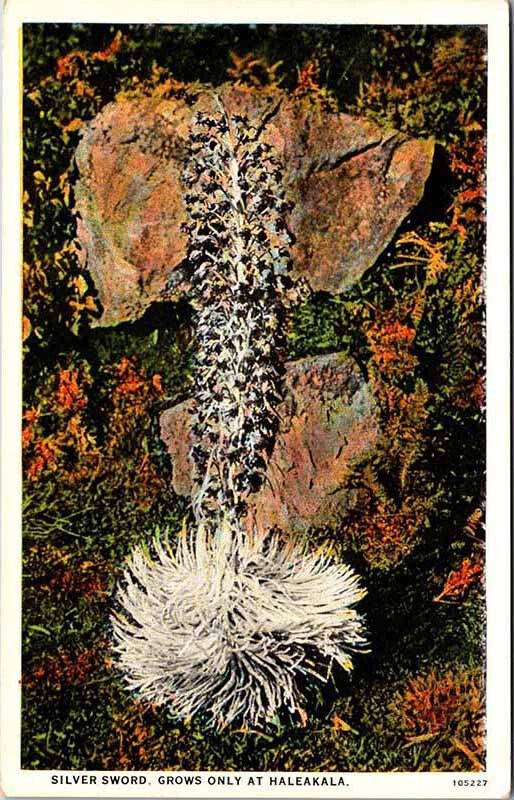 Postcard NATURE SCENE Haleakala Hawaii HI AK1208