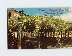 Postcard Worlds Largest Rose Tree Tombstone Arizona USA