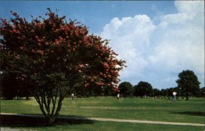 Ocean View VA Municipal Golf Course c1950s-60s Vintage Postcard