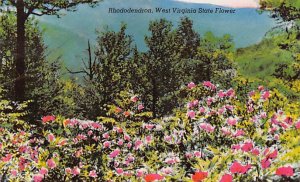 Rhododendron Rhododendron - State Flower, West Virginia WV Postcard