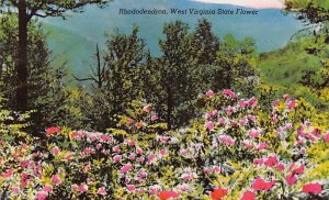 Rhododendron - State Flower, West Virginia WV  