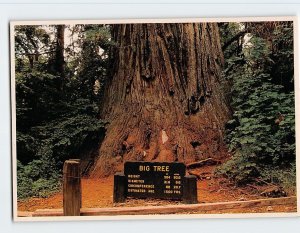 Postcard Big Tree, Prairie Creek Redwoods State Park, Orick, California