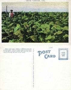 TOBACCO PLANTATION CUBA ANTIQUE POSTCARD