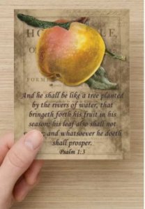 Mixed Postcard Set 6, Proverbs & Psalms Decorated /Vintage Fruit Images on set