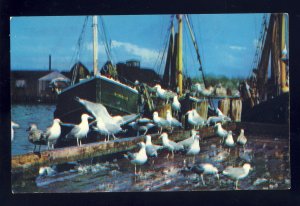 Cape Ann, Massachusetts/MA Postcard, Seagulls Feasting On Fish Scraps