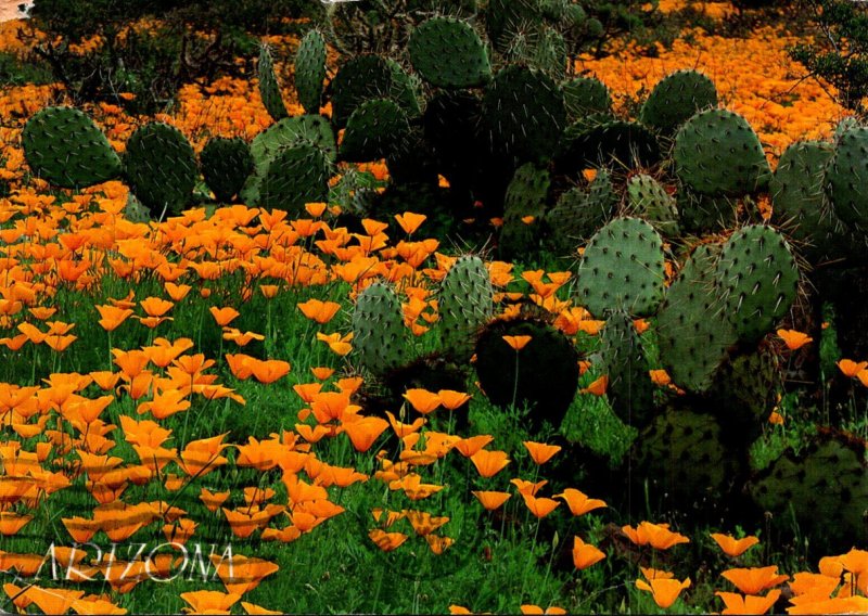 Arizon Blanket Of Mexican Goldpoppies and Patch Of Prickly Pear Cactus 1992