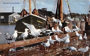 Sea Fulls at Wharf in Plymouth, Massachusetts