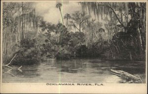 OCKLAWAHA RIVER FLORIDA FL Swamp Scenery ALLIGATOR Antique Postcard