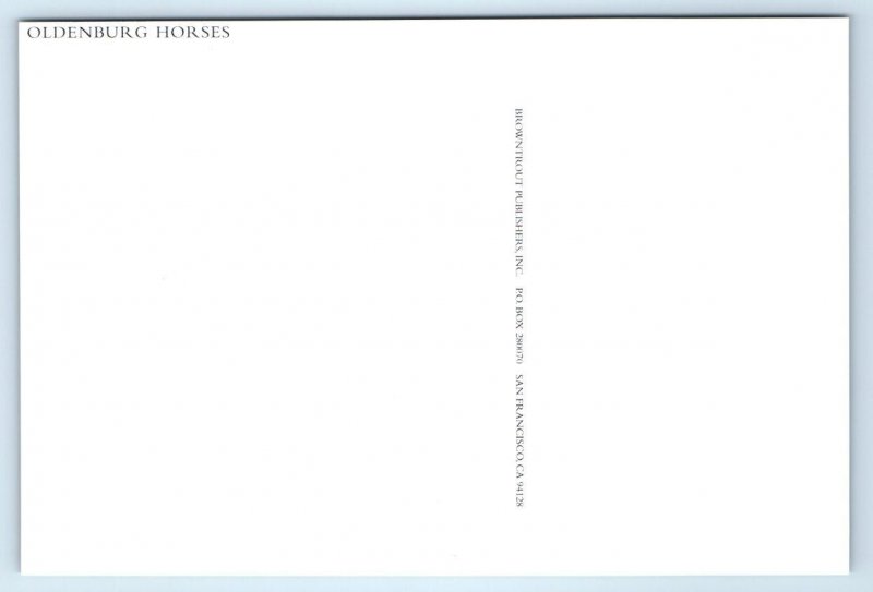 2 Modern Postcards OLDENBURG HORSES ~ HAFLINGER PONIES 4x6