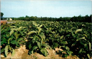 Tobacco Growing In The South