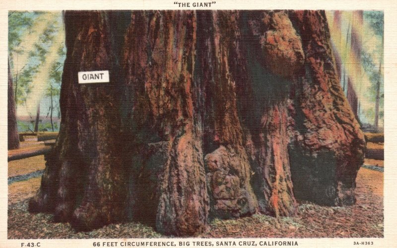 Vintage Postcard The Giant Tree Male Seedling Single Tree Santa Cruz California