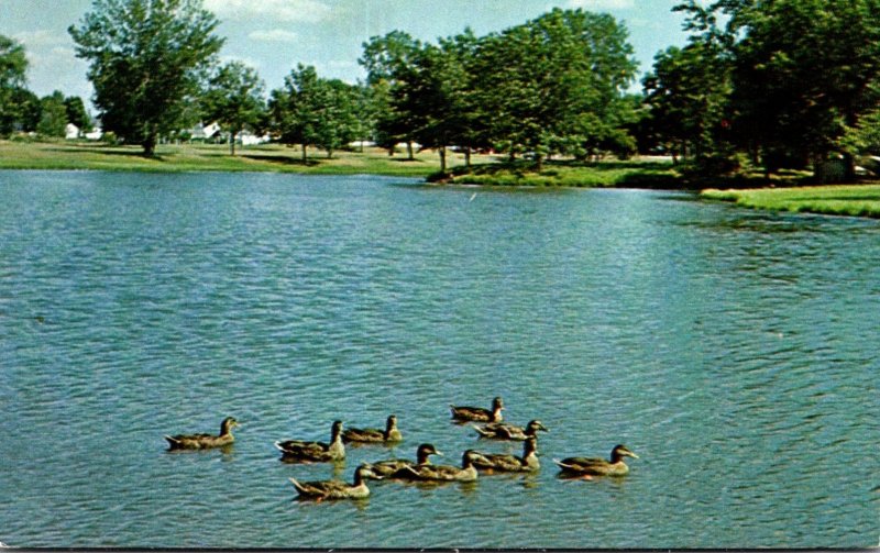 Minnesota Rochester Ducks Swimming On Silver Lake