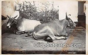 Indian Cow Cow Unused yellowing from age