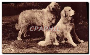 Old Postcard Dog Dogs Guardians of the Pyrenees flocks against the & # 39ours