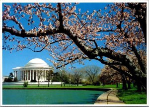 Washington D C The Jefferson Memorial and Cherry Blossoms