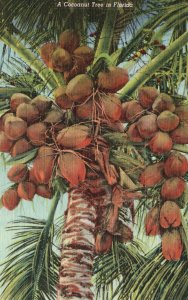Vintage Postcard 1930's A Coconut Tree In Florida Tropical Florida Series G.W.