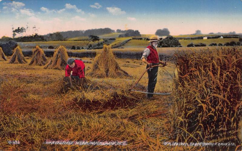 Harvesting Near Auckland, New Zealand, Early Postcard, Unused