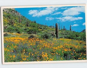 Postcard Organpipe And Poppies, Organ Pipe Cactus National Monument, Arizona