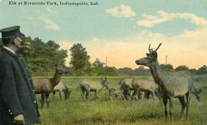 IN - Indianapolis, Elk at Riverside Park