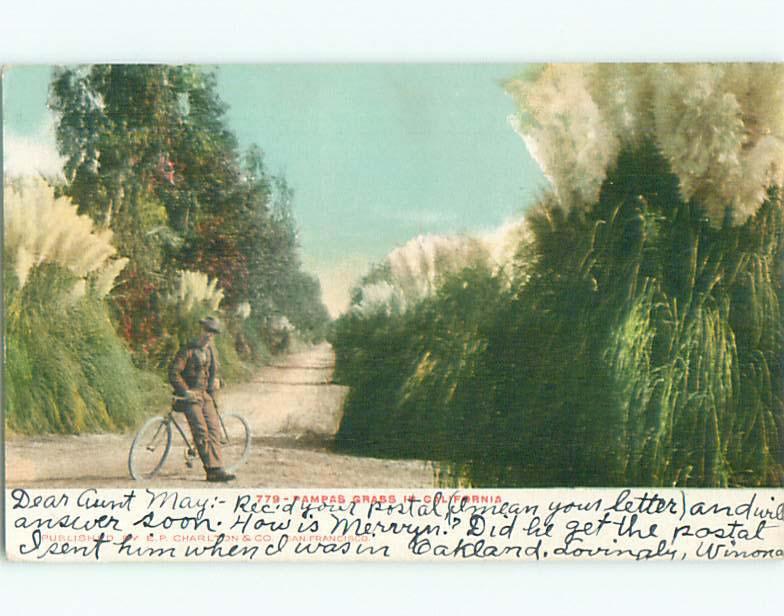 Bicycle Beside California Pampas Grass Postmarked In Westley California CA n6906