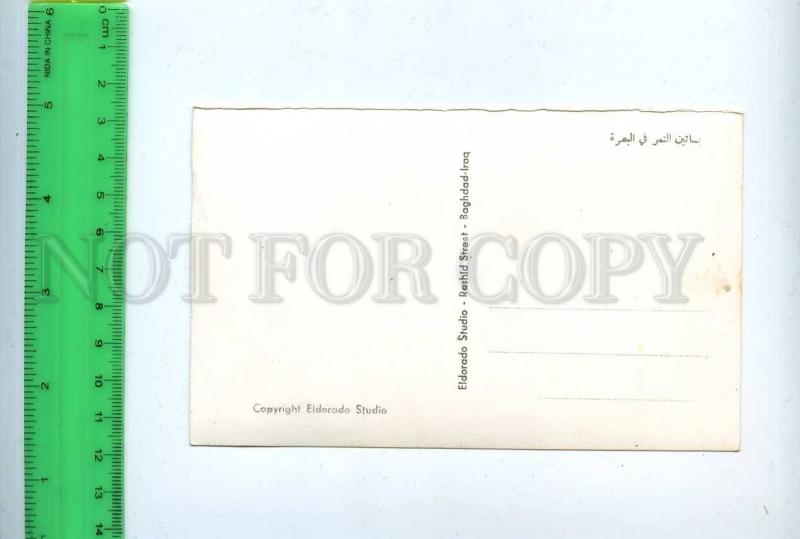 204387 IRAQ Date Grove at Basrah old photo postcard