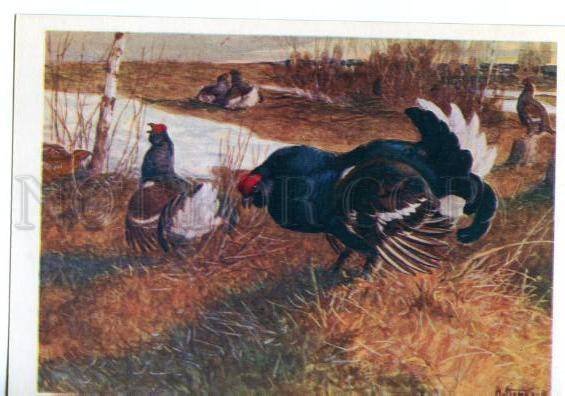 153414 HUNT Black Grouse Tetrao by Komarov old Russia color PC