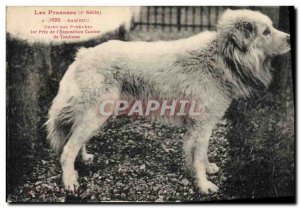 Postcard Old Dogs Dog Pyrenean 1st prize of & # canine 39exposition Toulouse ...