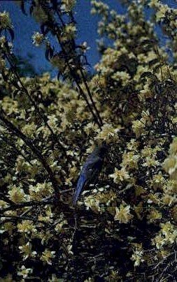 State Flower and Bird - Misc, Idaho ID