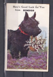 VICTORIA, BENDIGO, SCOTTISH TERRIER, c1930 Drop down ppc., 11 scenes, unused.