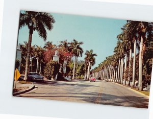 Postcard Stately Royal Palms, Fort Myers, Florida