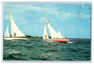 c1950s Sailboats, In The Heart of Ohio's Lake Erie Vacationland OH Postcard