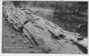 PETRIFIED FOREST PARK Queen of the Forest Calistoga CA c1920s Vintage Postcard