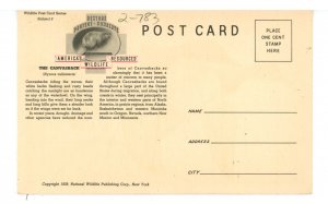 Birds - The Canvasback, Female & Male