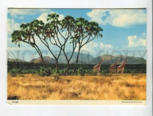 470885 Africa Tanzania giraffe in the savannah Old postcard