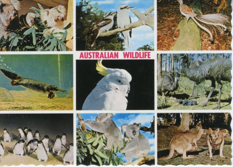 Australian Wildlife Australia Multiview Penguins Cockatoo Emus Postcard D24