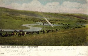 canada, Ranching Scene, Canadian North-West (1906) Postcard