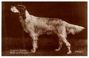 Dog  English Setter