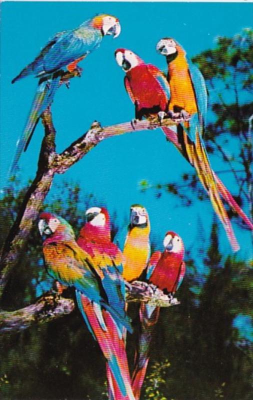 Florida Miami Colorful Macaws Parrot Jungle Red Road 1968